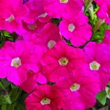 Петунія Пікобелла рожева (pink)
