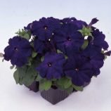 Петуния Мамбо синяя (blue)