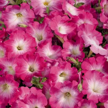 Петуния Селебрети малиновое утро