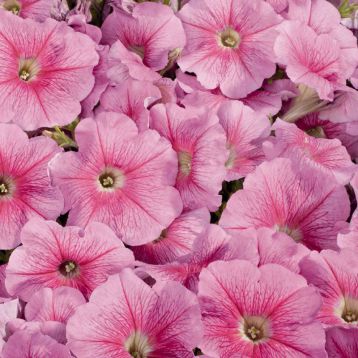 Петунія Селебреті полуничне морозиво