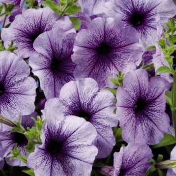 Петунія Селебреті синій лід