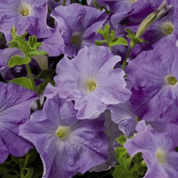 Петунія Аладдін F1 блакитна