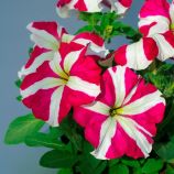 Петунія Танго F1 рожева зірка