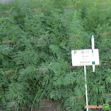 Анетте семена укропа (Agri Saaten)