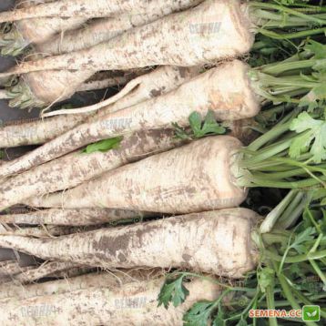 Белая жемчужина семена пастернака (Agri Saaten)