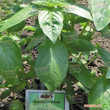 Генуя Стар семена базилика зеленого (Agri Saaten)
