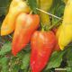 Жардин F1 семена перца сладкого (Agri Saaten)