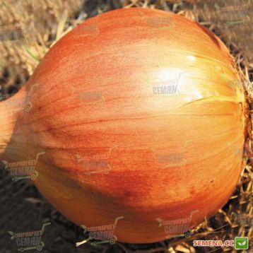 Триола семена лука репчатого (Agri Saaten)