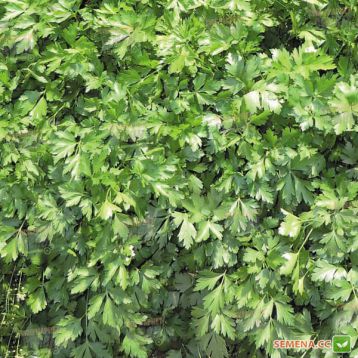 Янтарь семена кинзы (Agri Saaten)