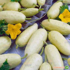 Насіння огірка Паризький корнішон бджолозапилюваний білий (Hortus)