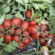 3402 F1 семена томата дет. (Heinz/Lark Seeds)