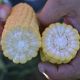 1709 F1 семена кукурузы суперсладкой Sh2 ультраранней 65 дн. (Lark Seeds)