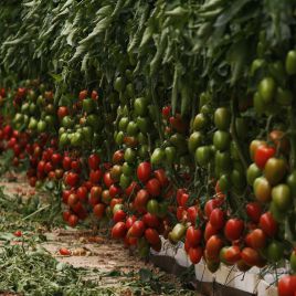 Эльза F1 семена томата индет. раннего 100 дн. 140 гр. (Lark Seeds)