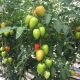 Ельза F1 насіння томата індет. раннього 100 дн. 140 гр. (Lark Seeds)