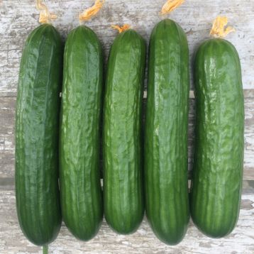 Базис F1 семена огурца партенокарп. раннего 45 дн. 20-22 см (Lark Seeds)