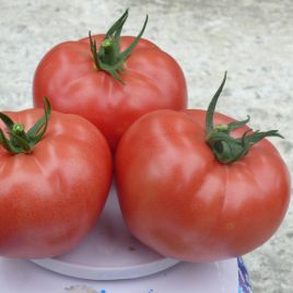 1625 F1 семена томата индет. раннего 95 дн. 250-300 гр. роз. (Lark Seeds)