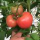 1625 F1 семена томата индет. раннего 95 дн. 250-300 гр. роз. (Lark Seeds)