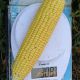 1707 F1 семена кукурузы суперсладкой Sh2 ультраранней 71 дн. 25 см (Lark Seeds)