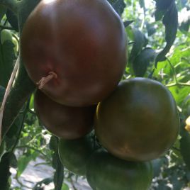 Мавр F1 семена томата индет. 110 дн. 140-160 гр. корич. (Lark Seeds)