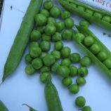 Кингсайз семена гороха овощного раннего 50-55 дн. (Spark Seeds)