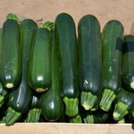 Базальт F1 семена кабачка 43 дн. темно-зел. (Lark Seeds) 