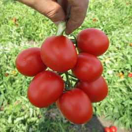 Грандо F1 семена томата дет. (Lark Seeds)