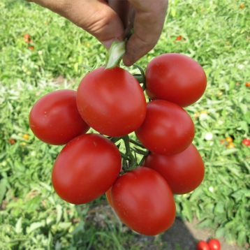 Грандо F1 семена томата дет. (Lark Seeds)