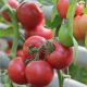 Пинк Шайн F1 семена томата раннего 180-200 гр. (Enza Zaden)