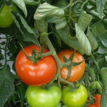 1609 F1 семена томата индет. раннего 100 дн. 200-250 грамм (Lark Seeds)