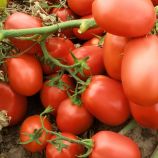 Семарол семена томата дет. (Semo)