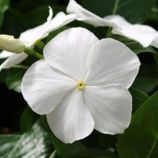 Катарантус Медитер F1 белый