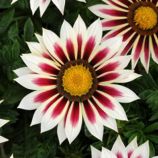 Газания Нью Дей F1 ред страйп 