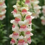 Потамак F1 яблочный цвет семена антирринума (Pan American)