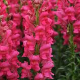 Потамак F1 чери роуз семена антирринума на срез (Pan American)