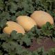 КС 6188 (KS 6188) F1 семена дыни тип Ананас 65-70 дн. 2,5-3,5 кг ов. (Kitano Seeds)