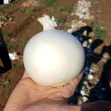КС 725 F1 (KS 725 F1) семена лука репчат. среднего 115-120 дн. бел. (Kitano Seeds)