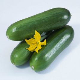 КС 575 F1 (KS 575 F1) семена огурца партенокарп. тип mini Beit Alpha 10-13 см (Kitano Seeds)