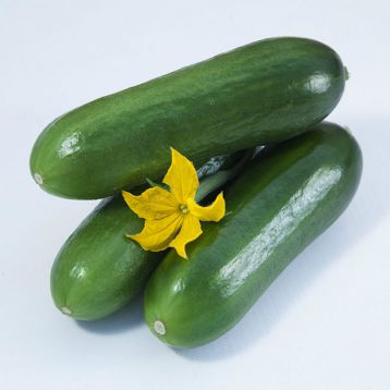 КС 575 F1 (KS 575 F1) семена огурца партенокарп. тип mini Beit Alpha 10-13 см (Kitano Seeds)