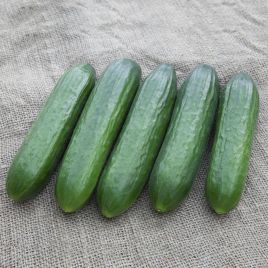 КС 260 F1 (KS 260 F1) семена огурца партенокарп. тип Beit Alpha 17-19 см (Kitano Seeds)