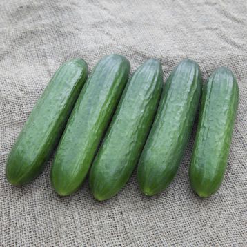 КС 260 F1 (KS 260 F1) семена огурца партенокарп. тип Beit Alpha 17-19 см (Kitano Seeds)