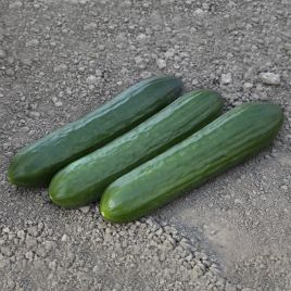 КС 930 F1 (KS 930 F1) семена огурца партенокарп. тип Beit Alpha 19-20 см (Kitano Seeds)