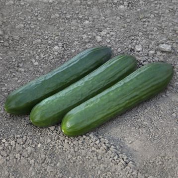КС 930 F1 (KS 930 F1) семена огурца партенокарп. тип Beit Alpha 19-20 см (Kitano Seeds)