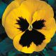 Династия Yellow Blotch семена фиалки (Kitano Seeds)