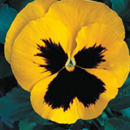 Династия Yellow Blotch семена фиалки (Kitano Seeds)