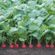 Стелар F1 (Стеллар) семена редиса (Syngenta)