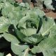 3389 F1 семена капусты поздней (Seminis)