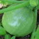 Найс семена кабачка круглого 40-45 дн. светло-зел. (Hortus)