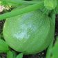 Найс семена кабачка круглого 40-45 дн. светло-зел. (Hortus)