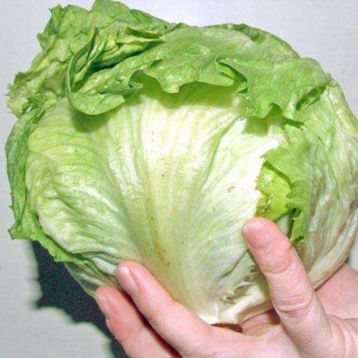 Салат Байонет зеленый