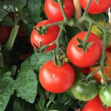 Девис 82 семена томата дет. окр. 70-80 гр. (Hortus)